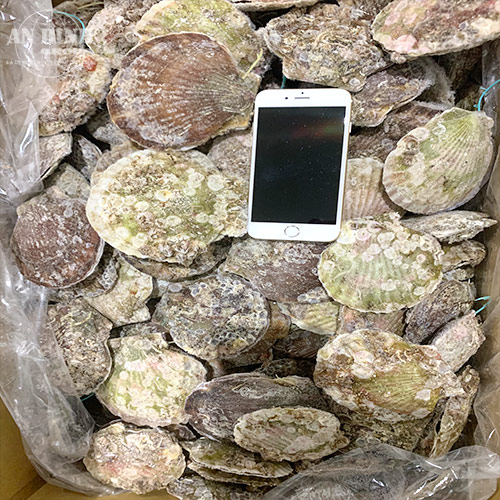 Sò Điệp Nhật Bản