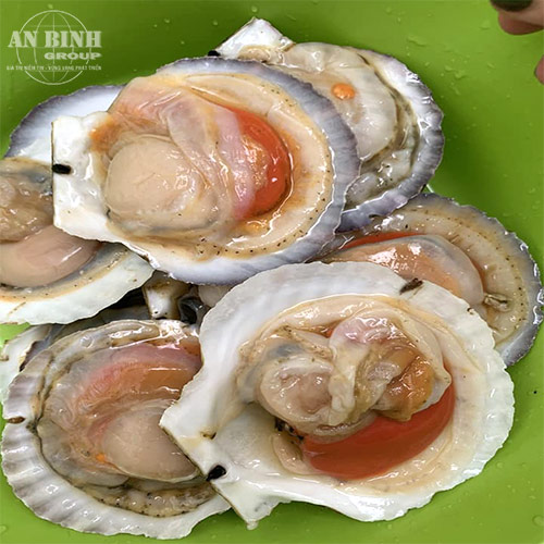 Sò Điệp Nhật Bản