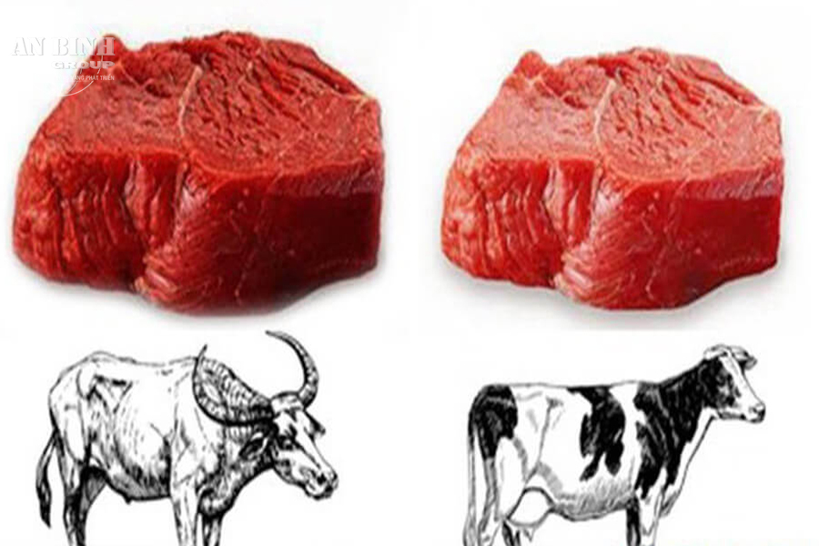 Why is Buffalo meat is better than beef? An Bình Group